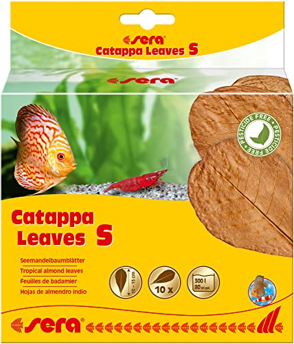  Catappa Leaves S 10 15 cm 10St   Seemandelbaumblätter für die natürliche Wasseraufbereitung