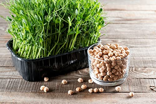1kg chickpea sprouts germ seed microgreen raw food organic germ sprouts