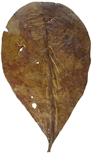  Catappa Leaves M 16 20 cm 10St   Seemandelbaumblätter die natürliche Wasseraufbereitung
