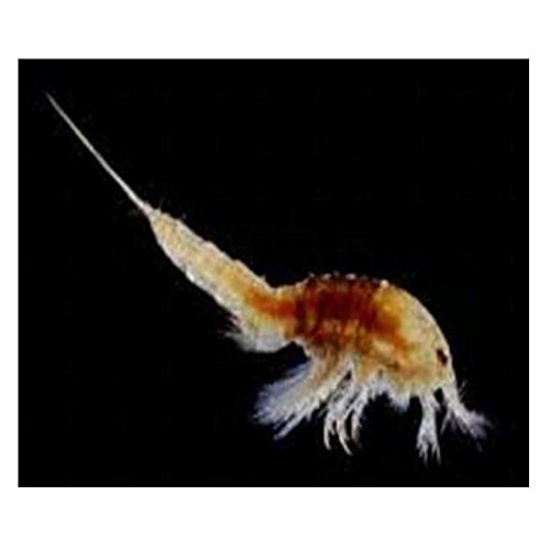 Aquadip Copepoden 100 ml Beutel Versand Dienstag Zierfisch Lebendfutter